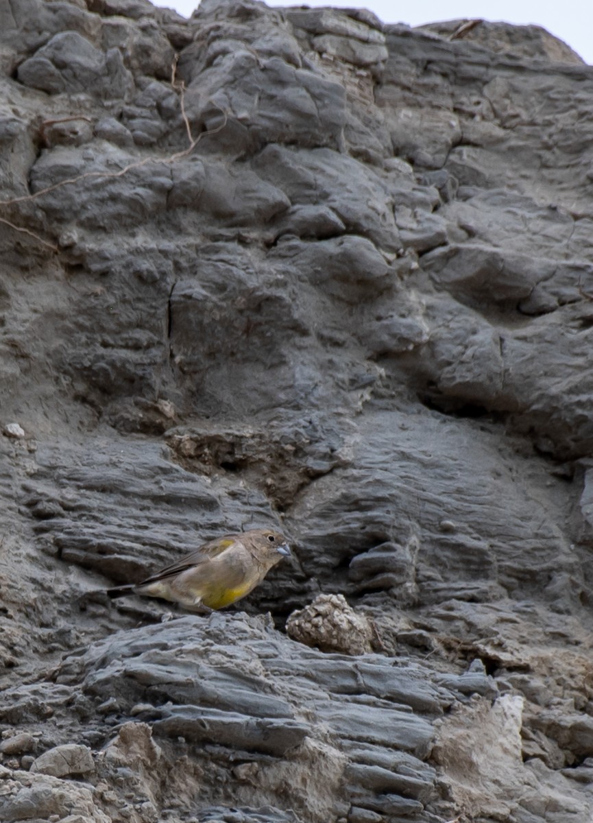 Patagonian Yellow-Finch - ML454584531
