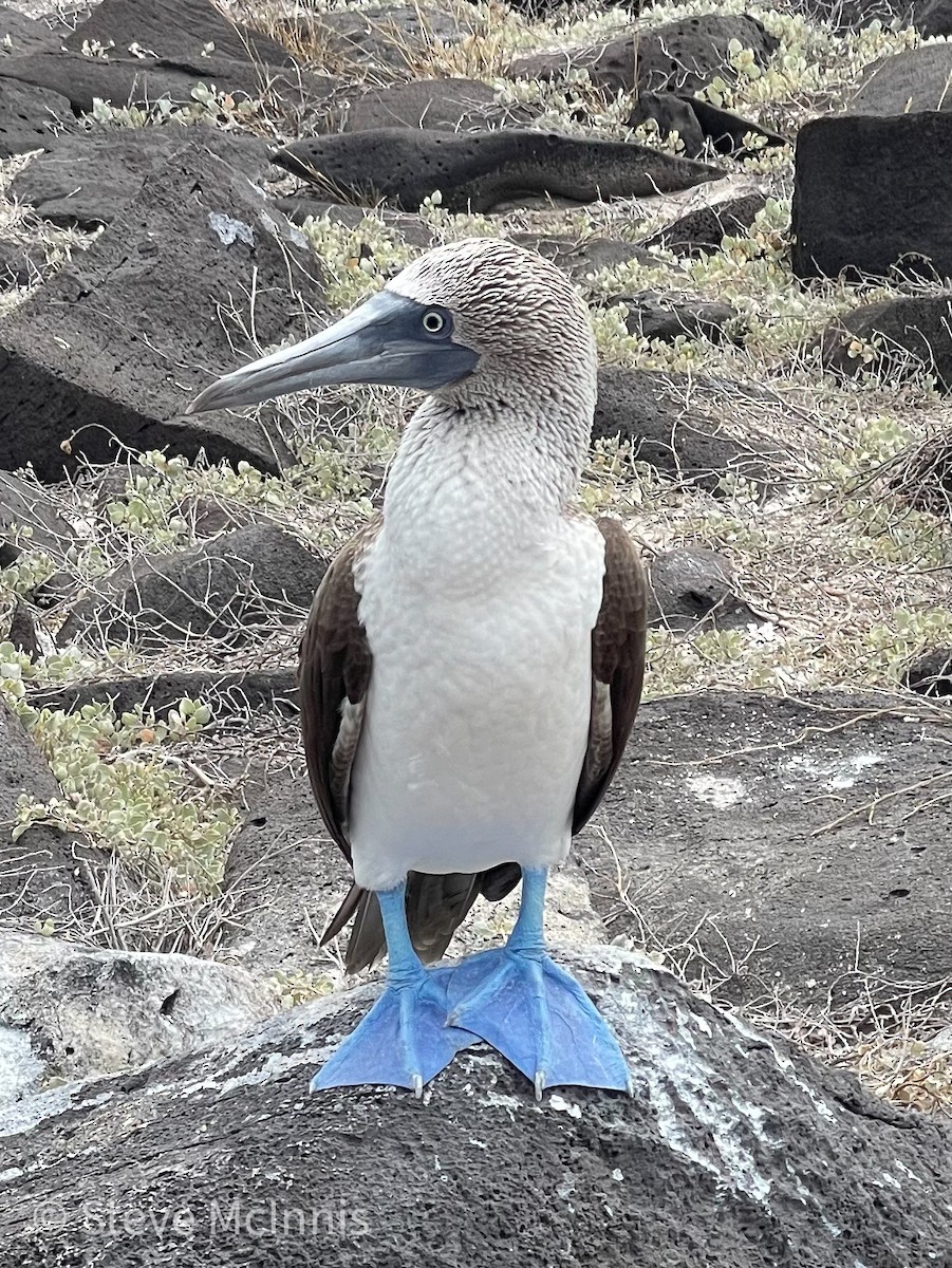 Blue-footed Booby - ML454584941