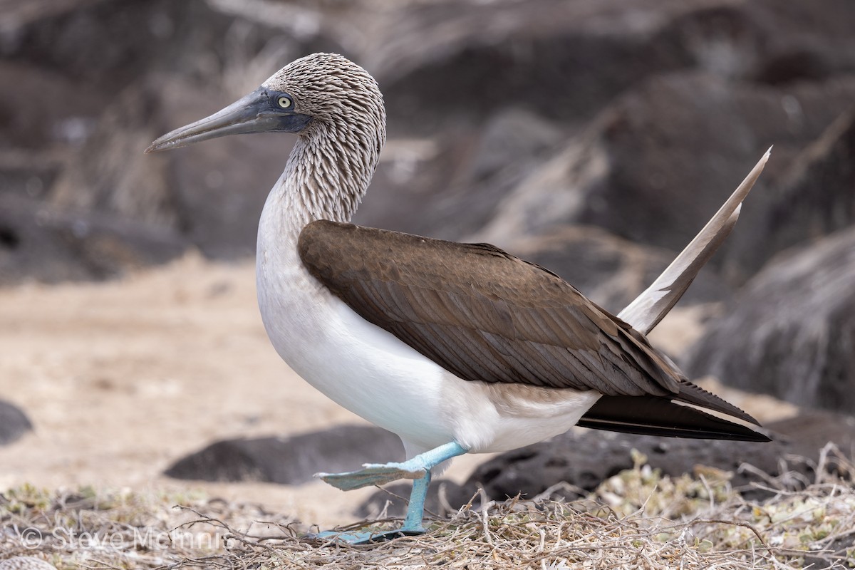Blue-footed Booby - ML454586001