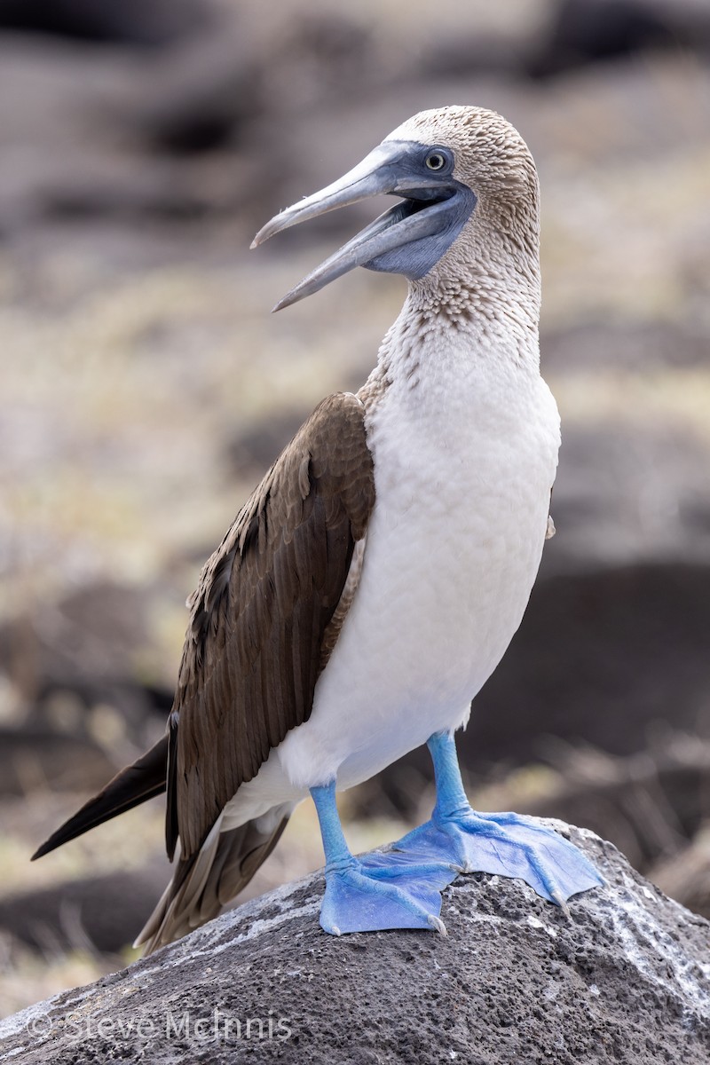Blue-footed Booby - ML454586141