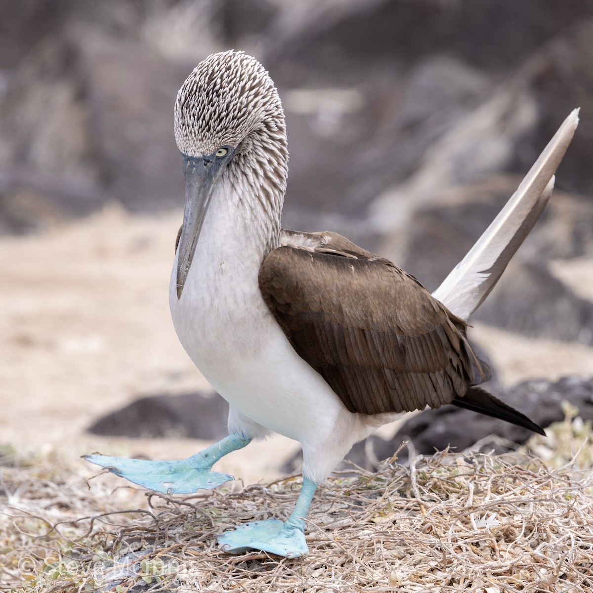 Blue-footed Booby - ML454586181