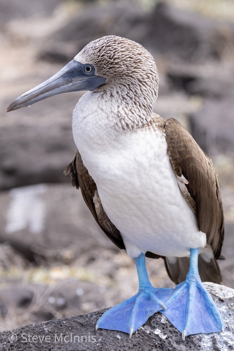 Blue-footed Booby - ML454586261