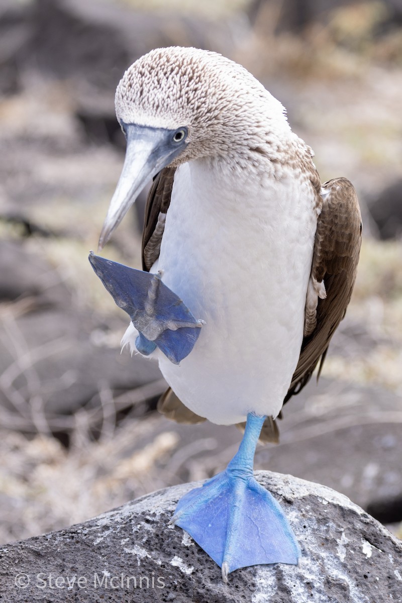 Blue-footed Booby - ML454586341