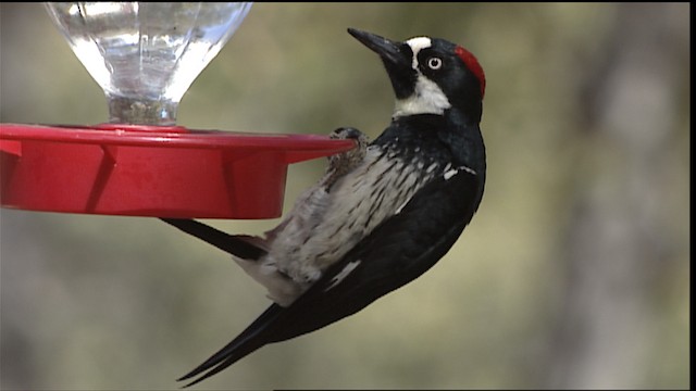 Acorn Woodpecker (Acorn) - ML454589