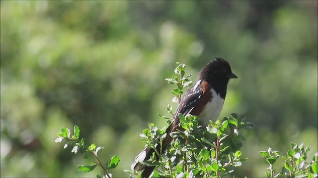 Spotted Towhee - ML454589391