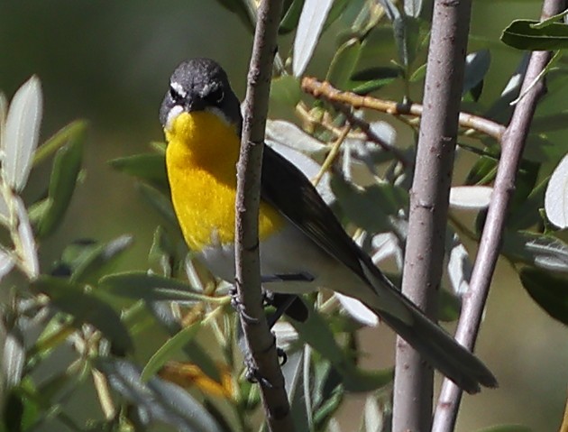 Yellow-breasted Chat - ML454591081