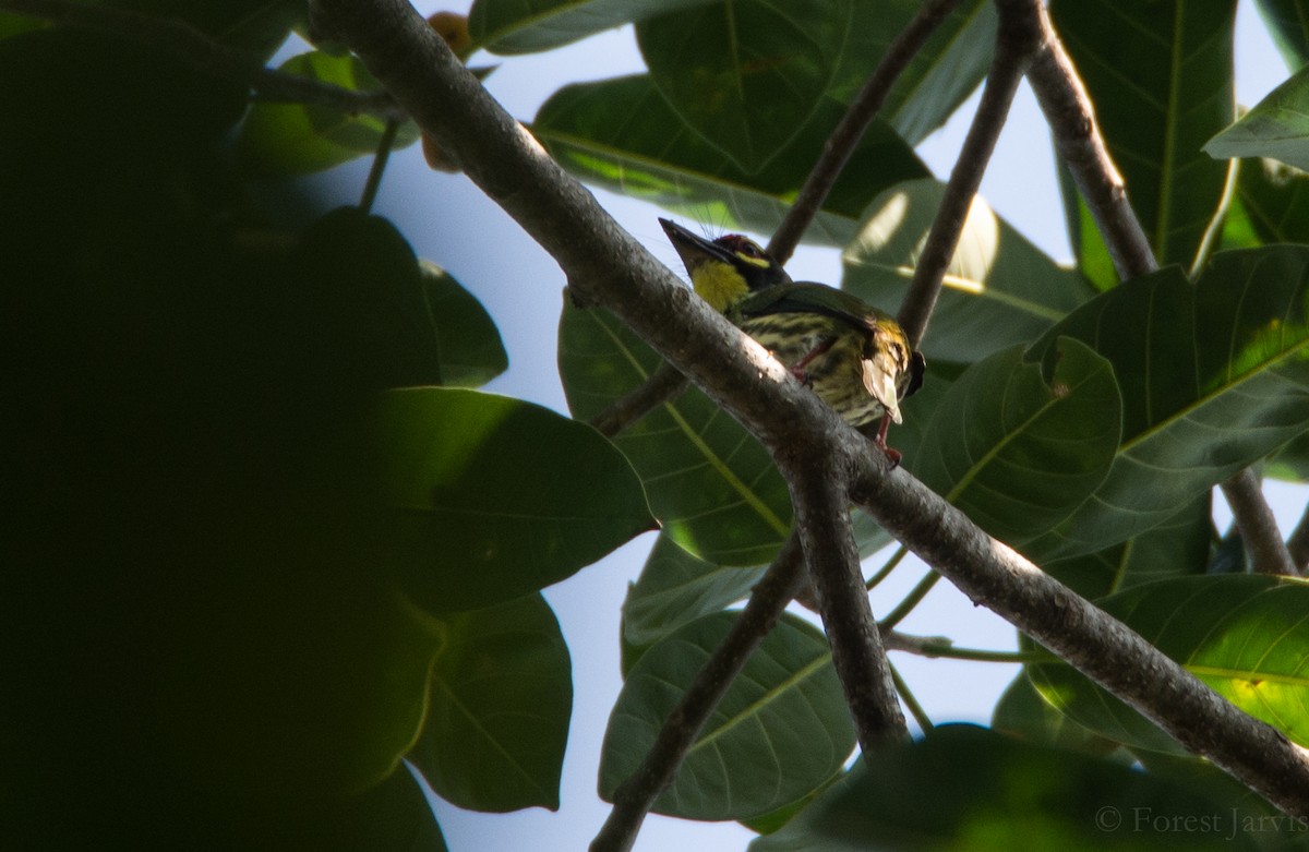 Coppersmith Barbet - Forest Botial-Jarvis