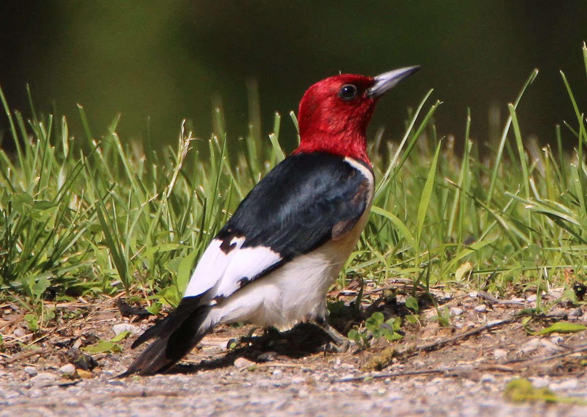Red-headed Woodpecker - Mark  Brown
