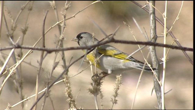 Lawrence's Goldfinch - ML454596