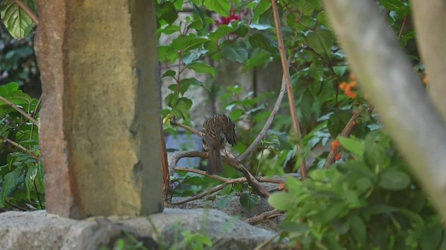 Golden-crowned Sparrow - ML454596911