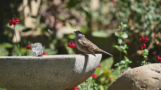 Golden-crowned Sparrow - ML454597861