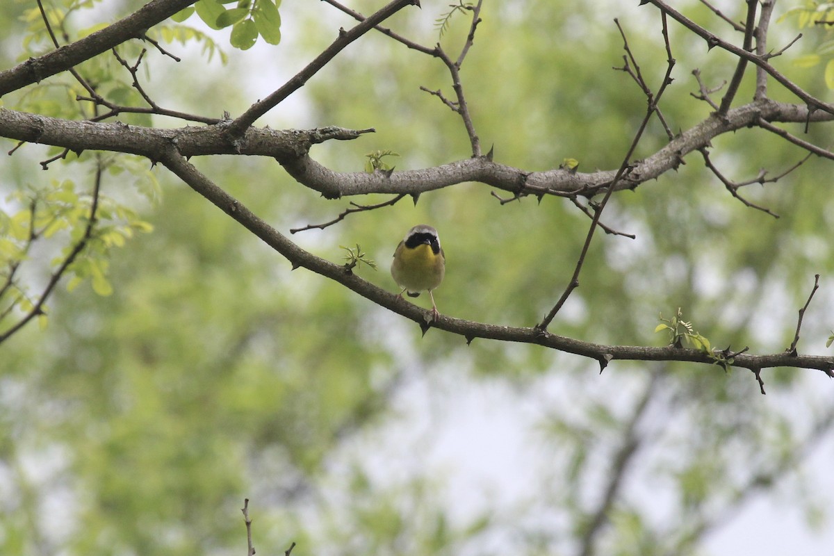Common Yellowthroat - Oliver Lindhiem