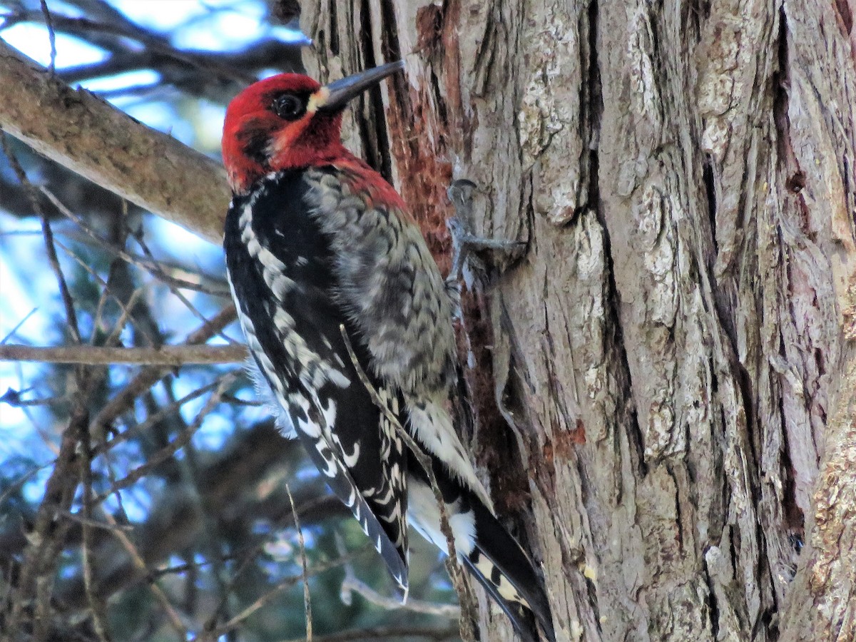 Red-breasted Sapsucker - ML45460921