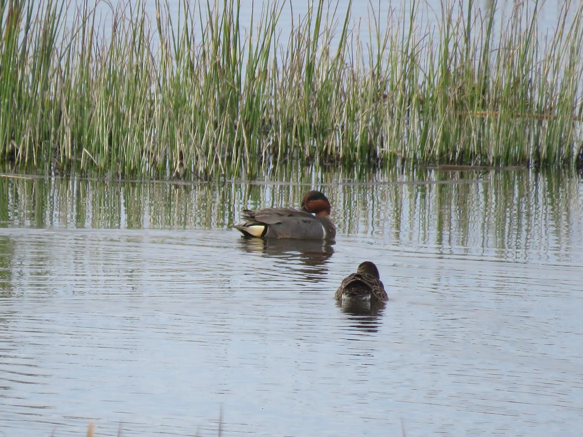 Green-winged Teal - ML454610671