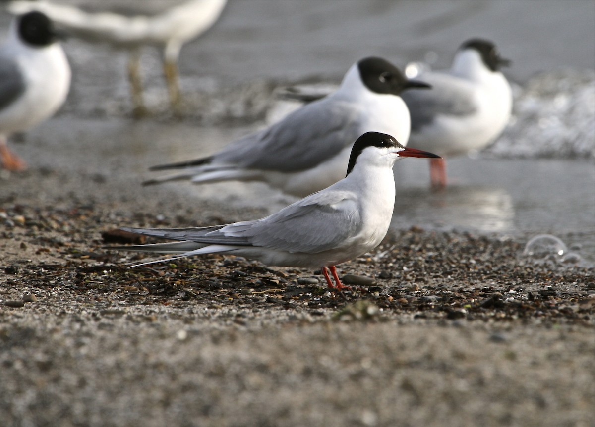 Common Tern - Greg Lawrence