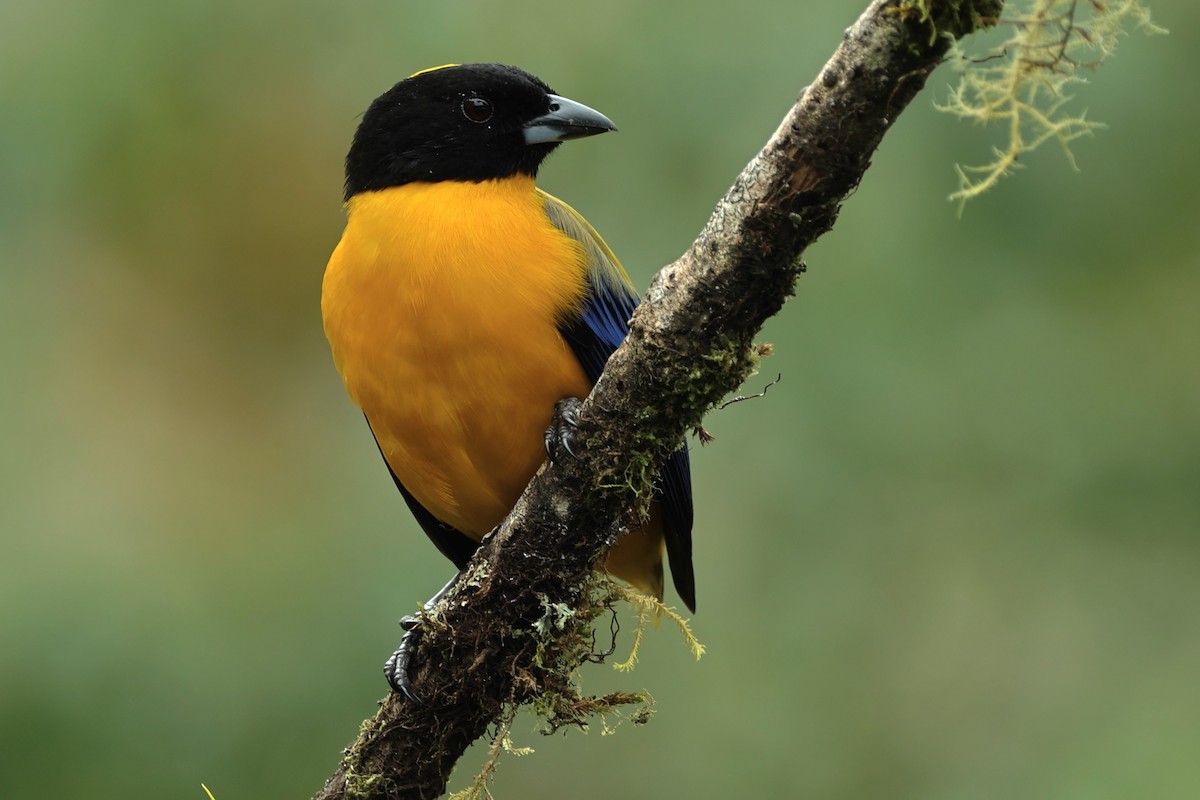 Black-chinned Mountain Tanager - ML454616751