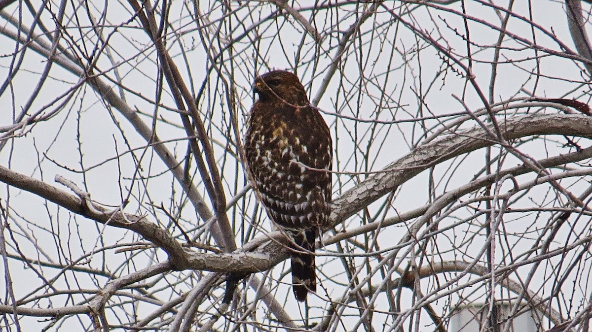 Red-shouldered Hawk - Mike Hearell
