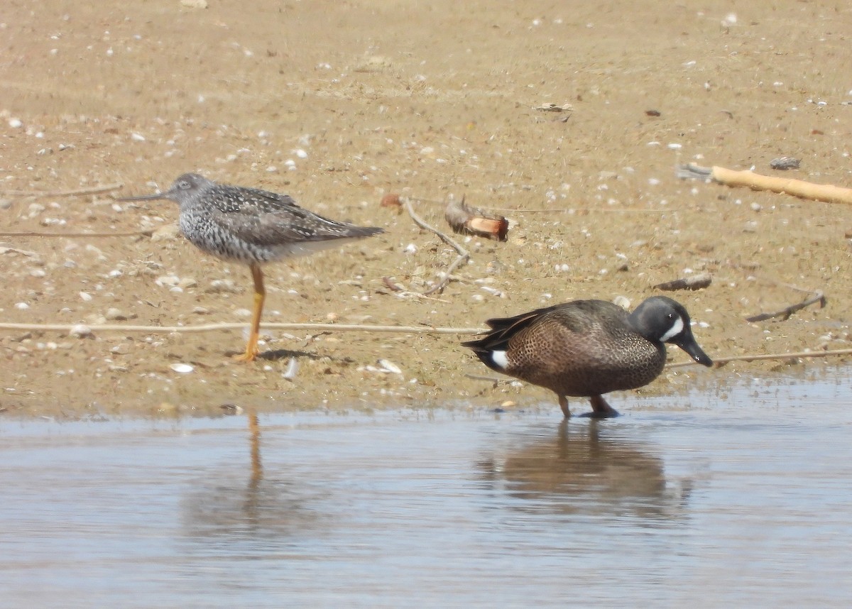 Blue-winged Teal - ML454627201