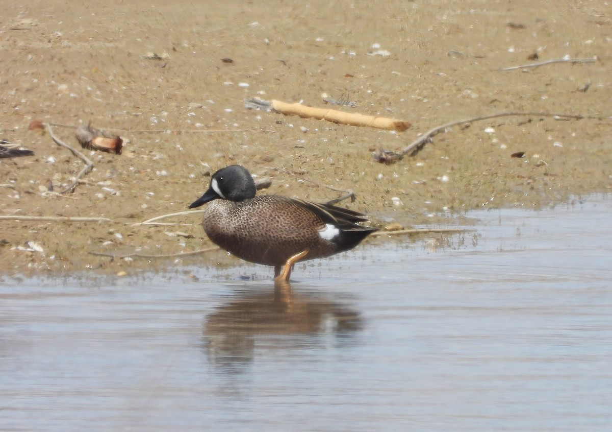 Blue-winged Teal - ML454627221