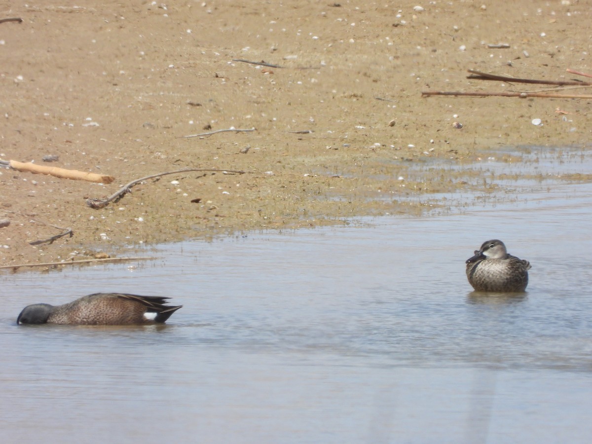 Blue-winged Teal - ML454627321