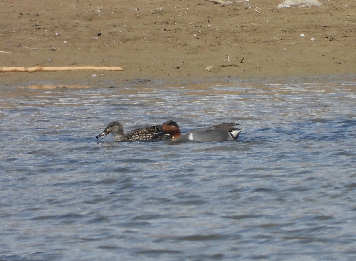 Green-winged Teal - ML454627421