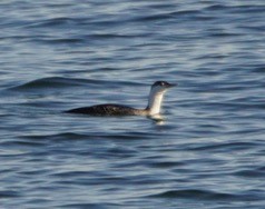 Red-throated Loon - ML45462811