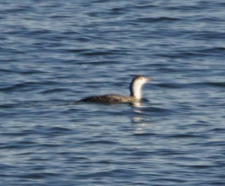 Red-throated Loon - ML45462831