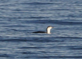 Red-throated Loon - ML45462851
