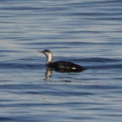 Red-throated Loon - Nevine Jacob