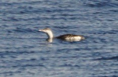 Red-throated Loon - ML45462901