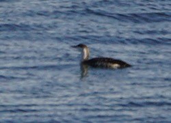 Red-throated Loon - ML45462911