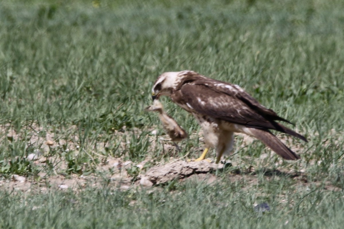 Red-tailed Hawk - ML454633161