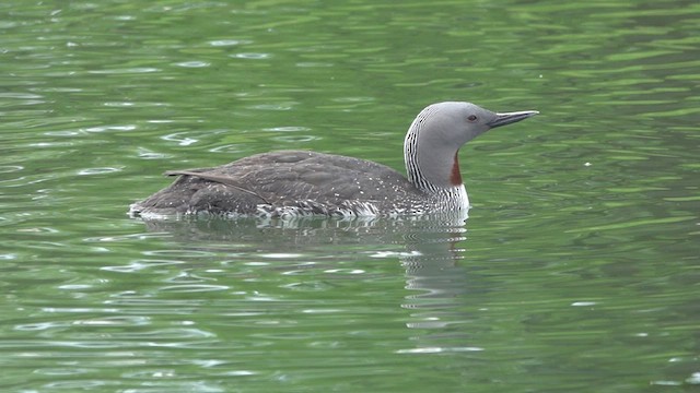 Red-throated Loon - ML454640281
