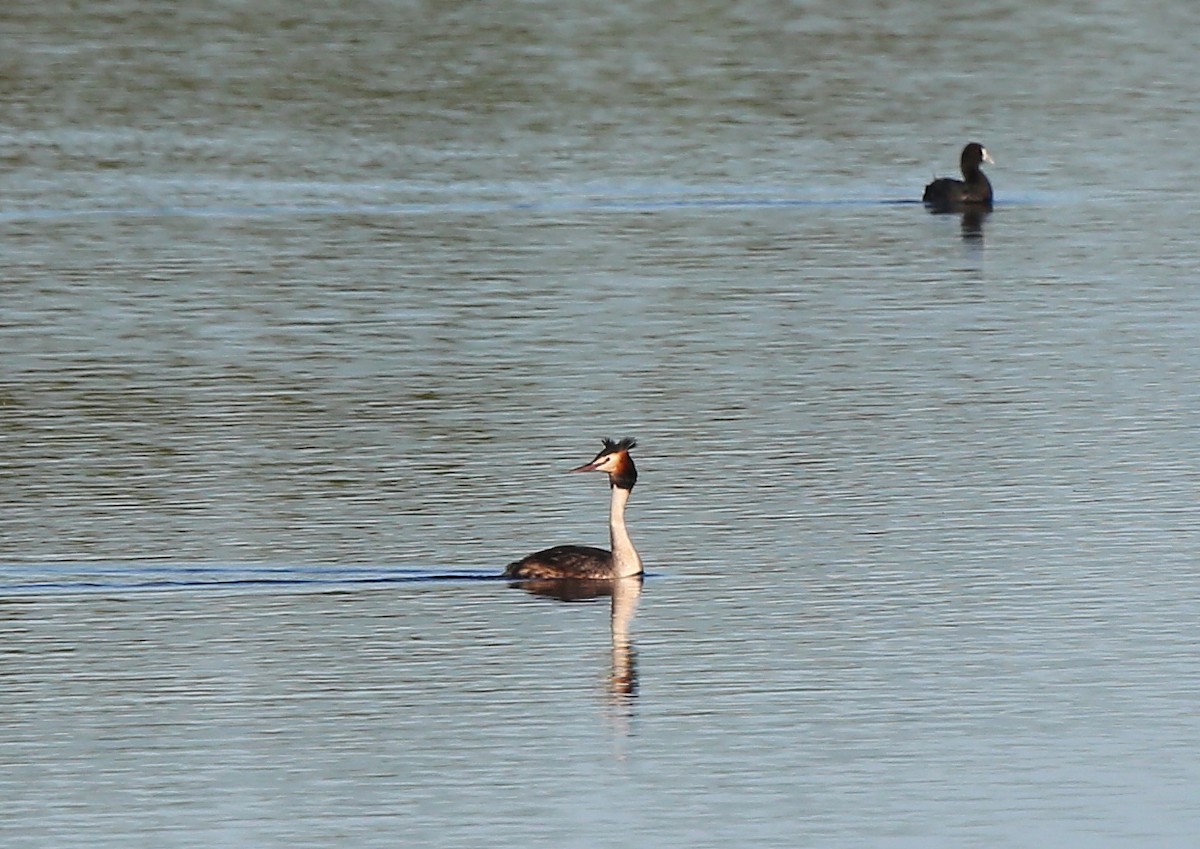 Great Crested Grebe - ML454642611