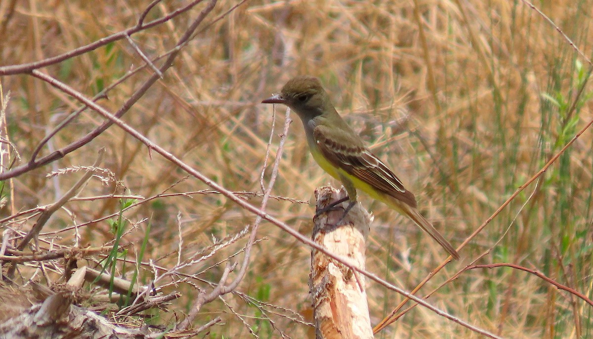 Great Crested Flycatcher - ML454646041