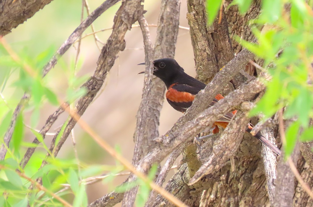 Orchard Oriole - ML454646501