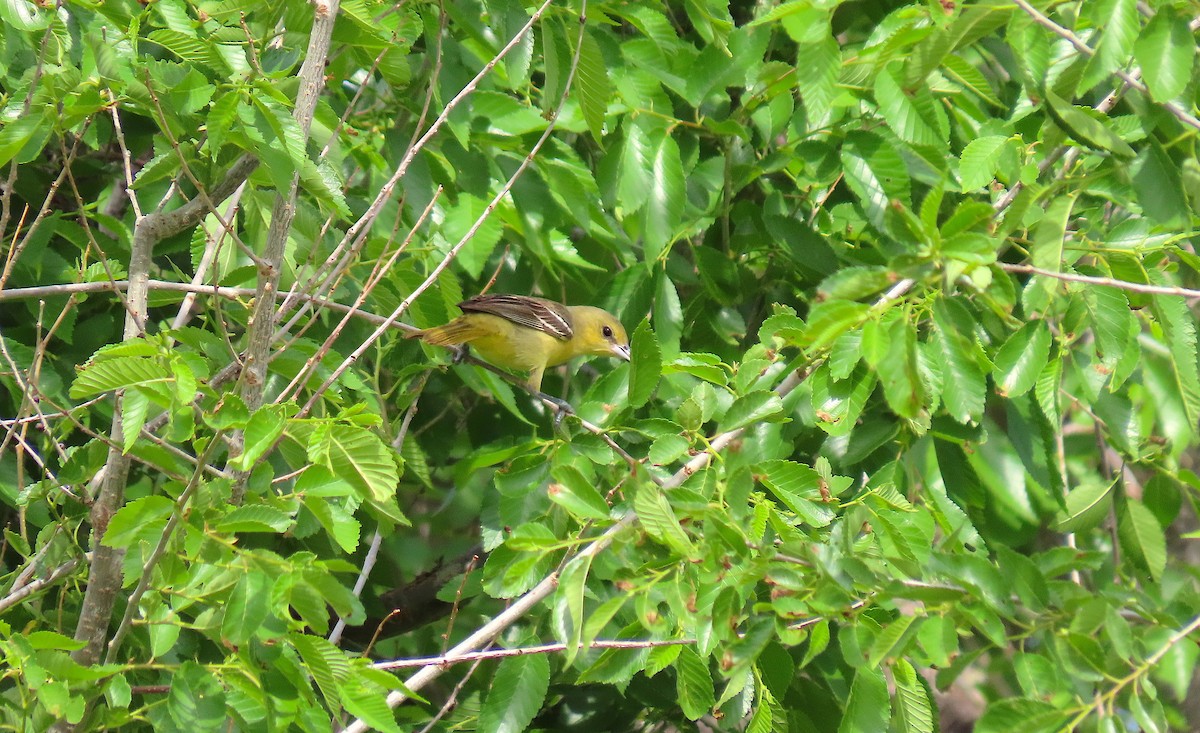 Orchard Oriole - ML454646671