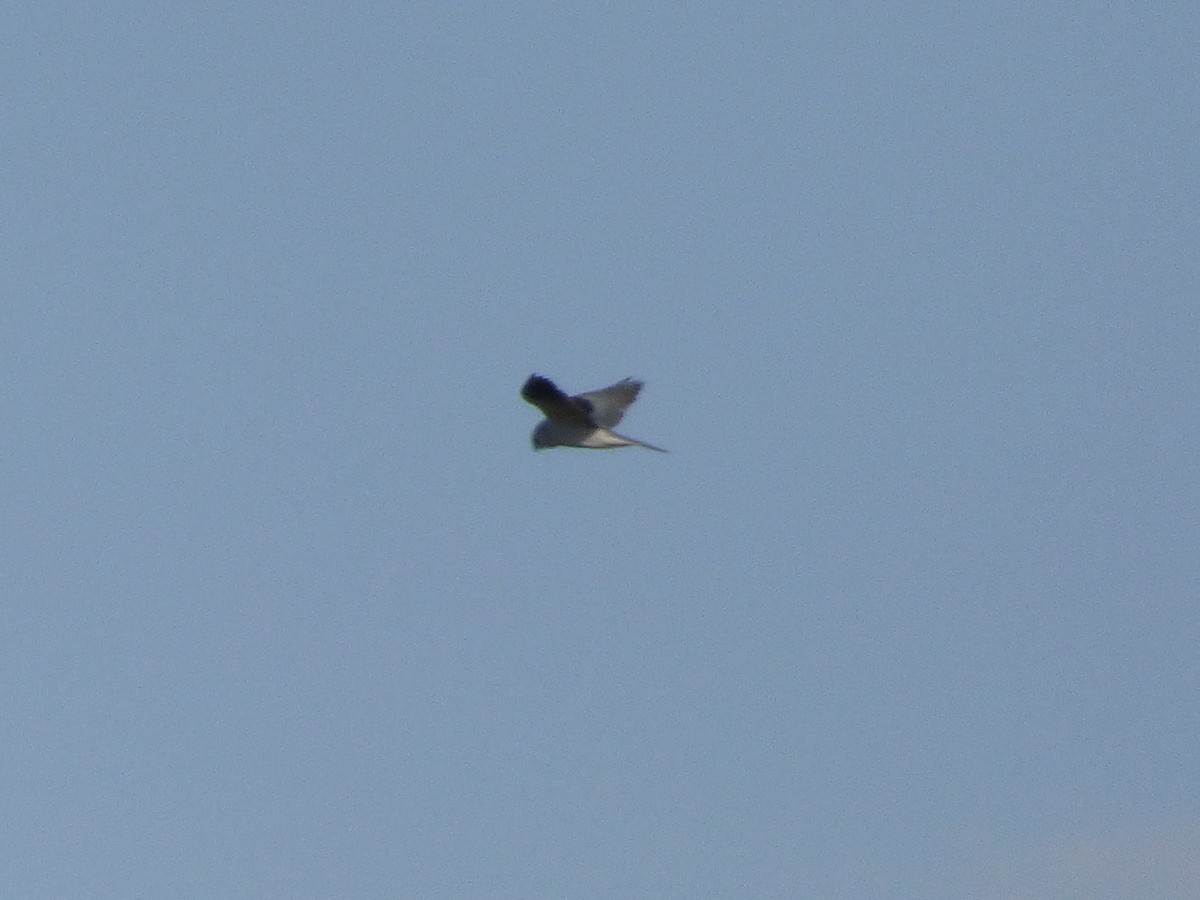 White-tailed Kite - ML45464691