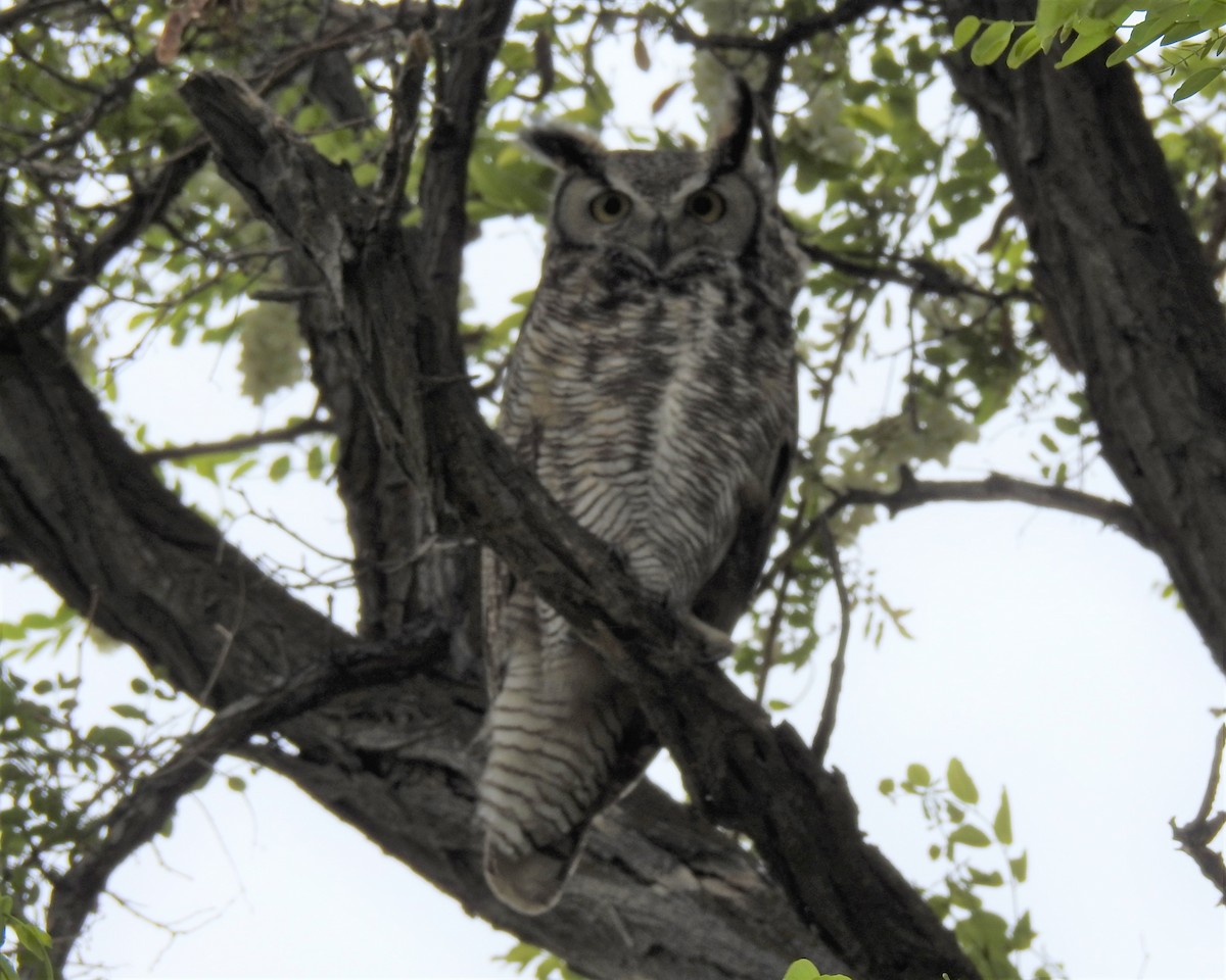 Great Horned Owl - ML454648461