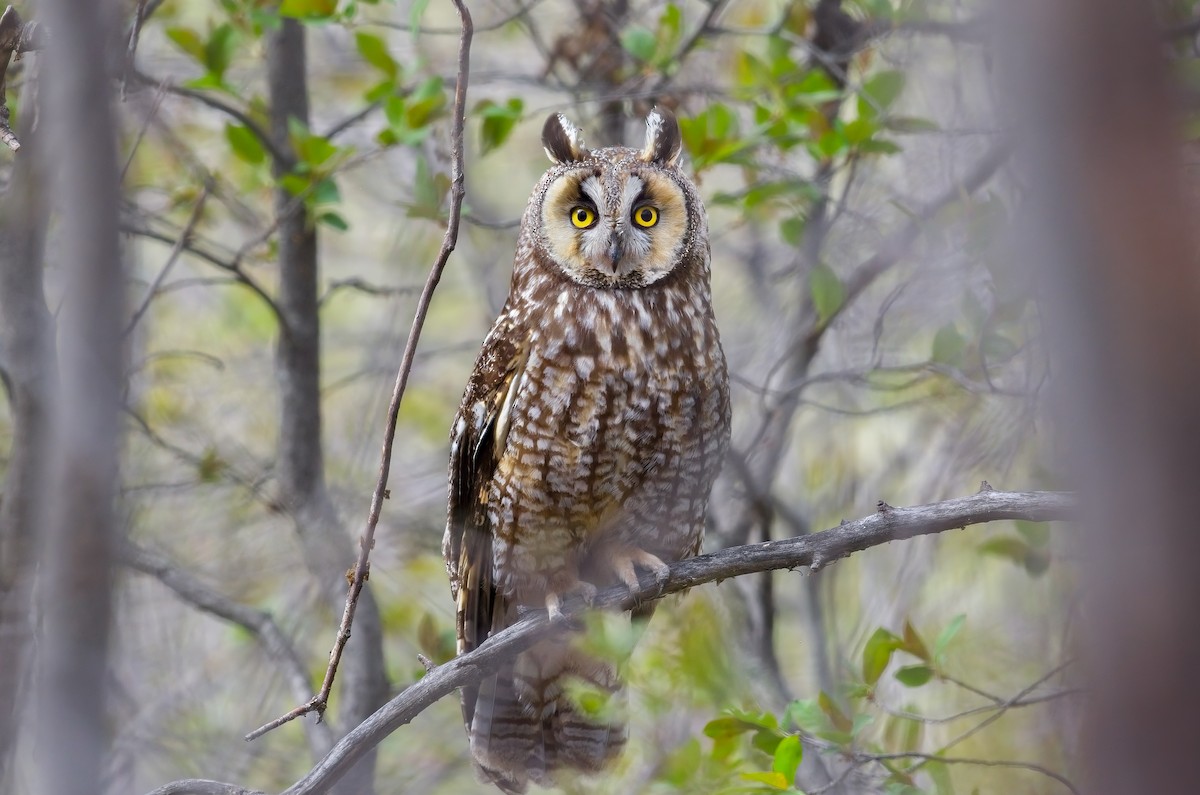 Long-eared Owl - Calvin S
