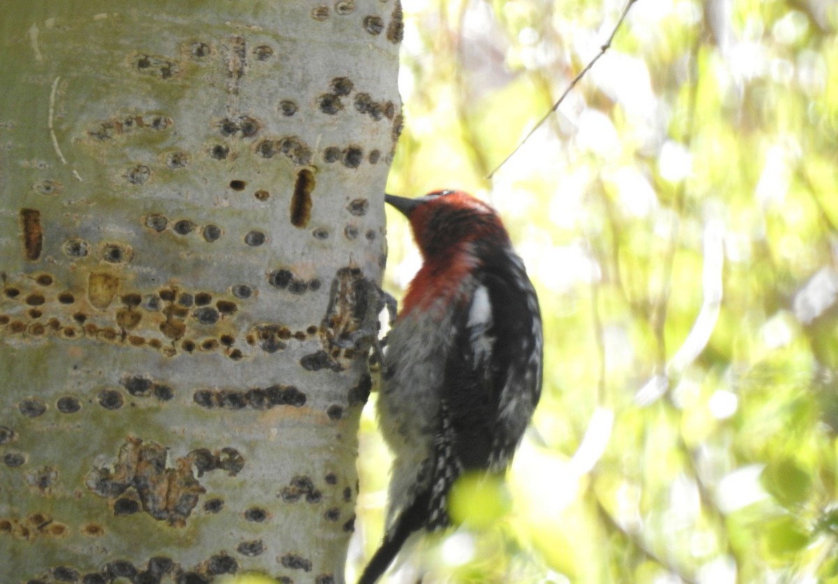 Red-breasted Sapsucker - ML454654871