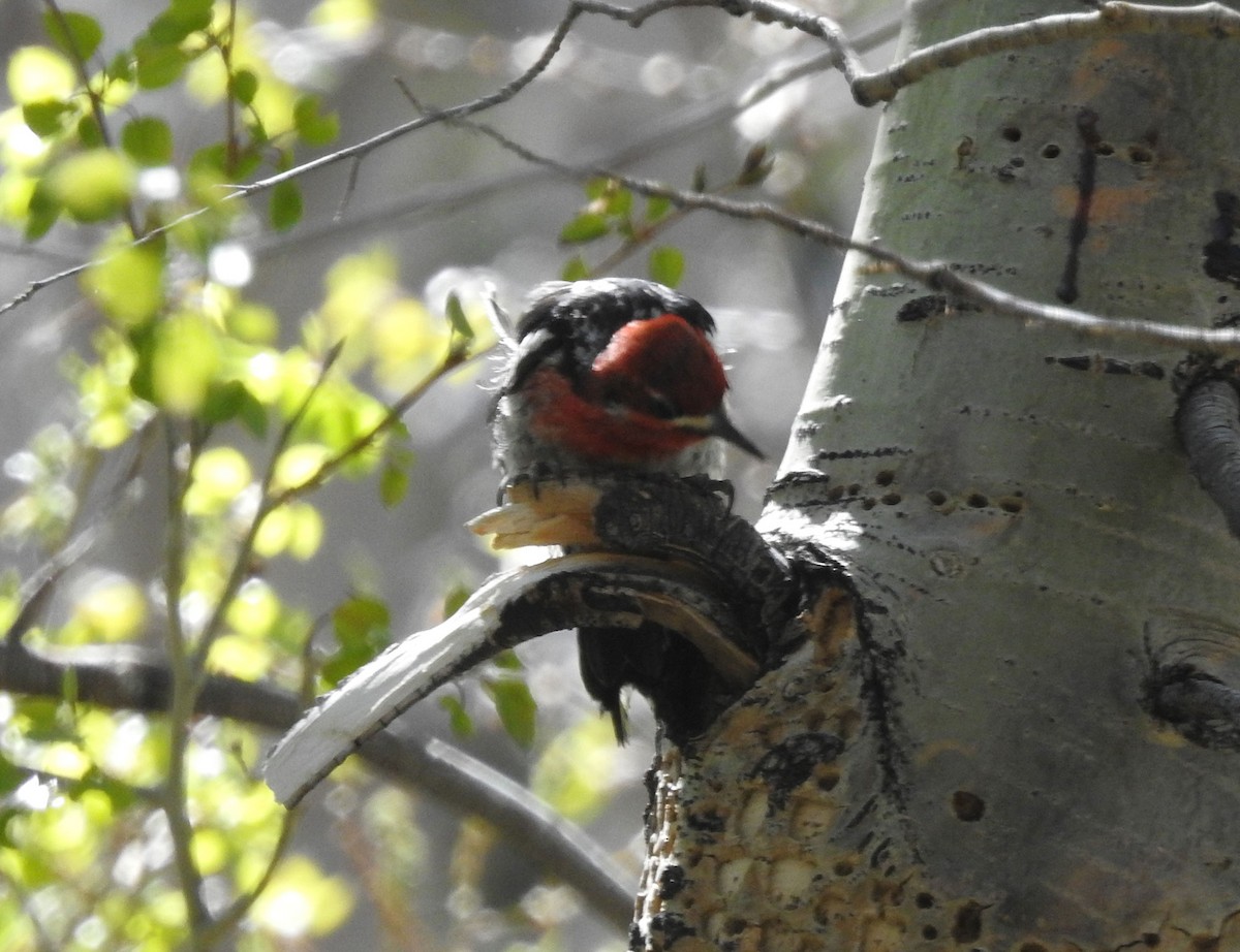 Red-breasted Sapsucker - ML454654881
