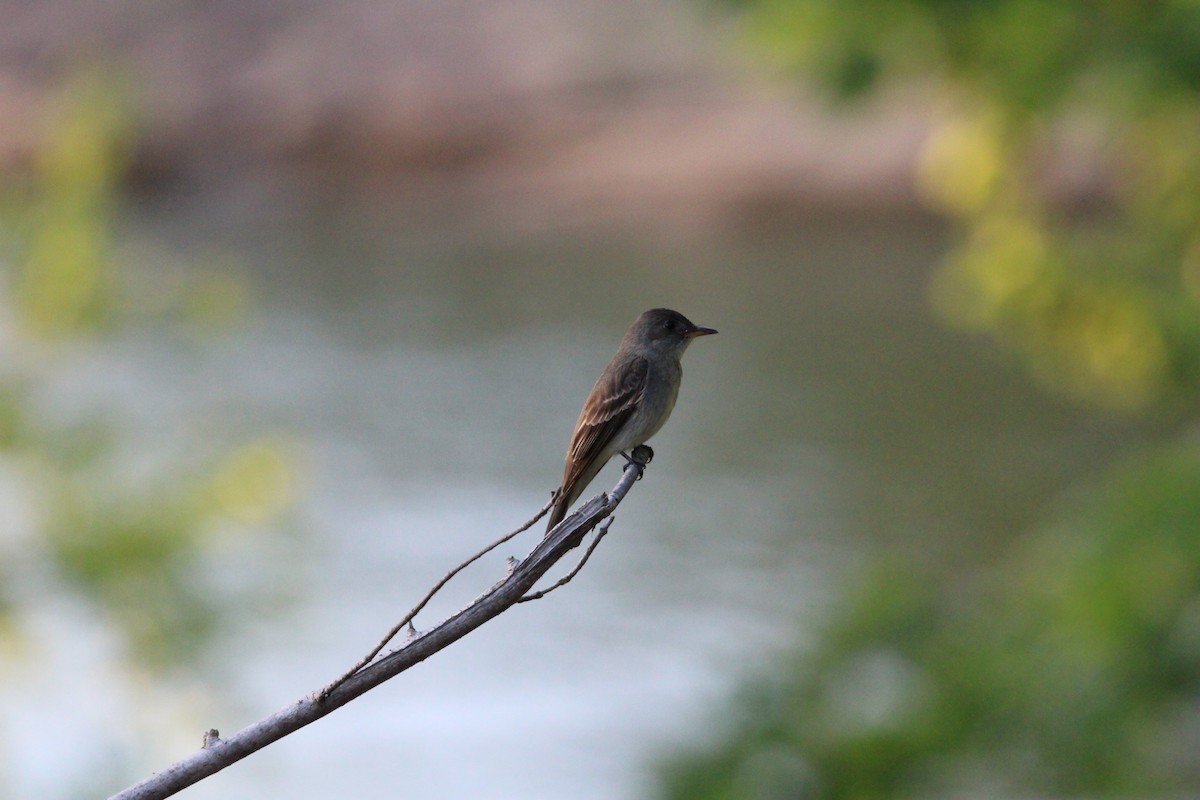 Eastern Wood-Pewee - Dylan Mitchell