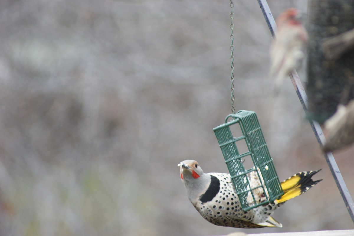 Northern Flicker (Yellow-shafted x Red-shafted) - John Row
