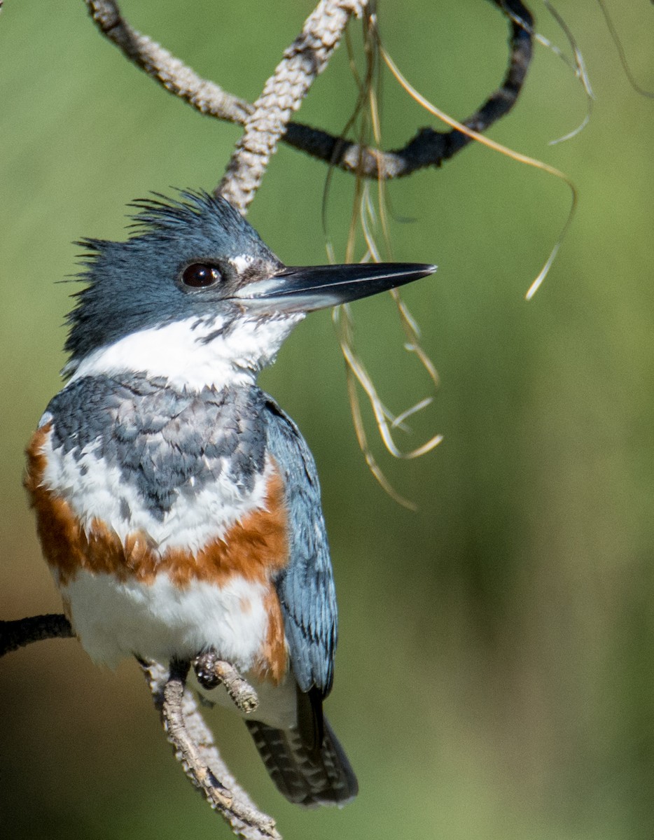 Belted Kingfisher - Kim Moore