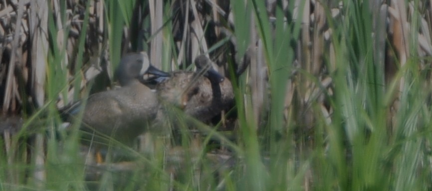 Blue-winged Teal - ML454661291
