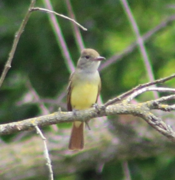 Great Crested Flycatcher - ML454663591