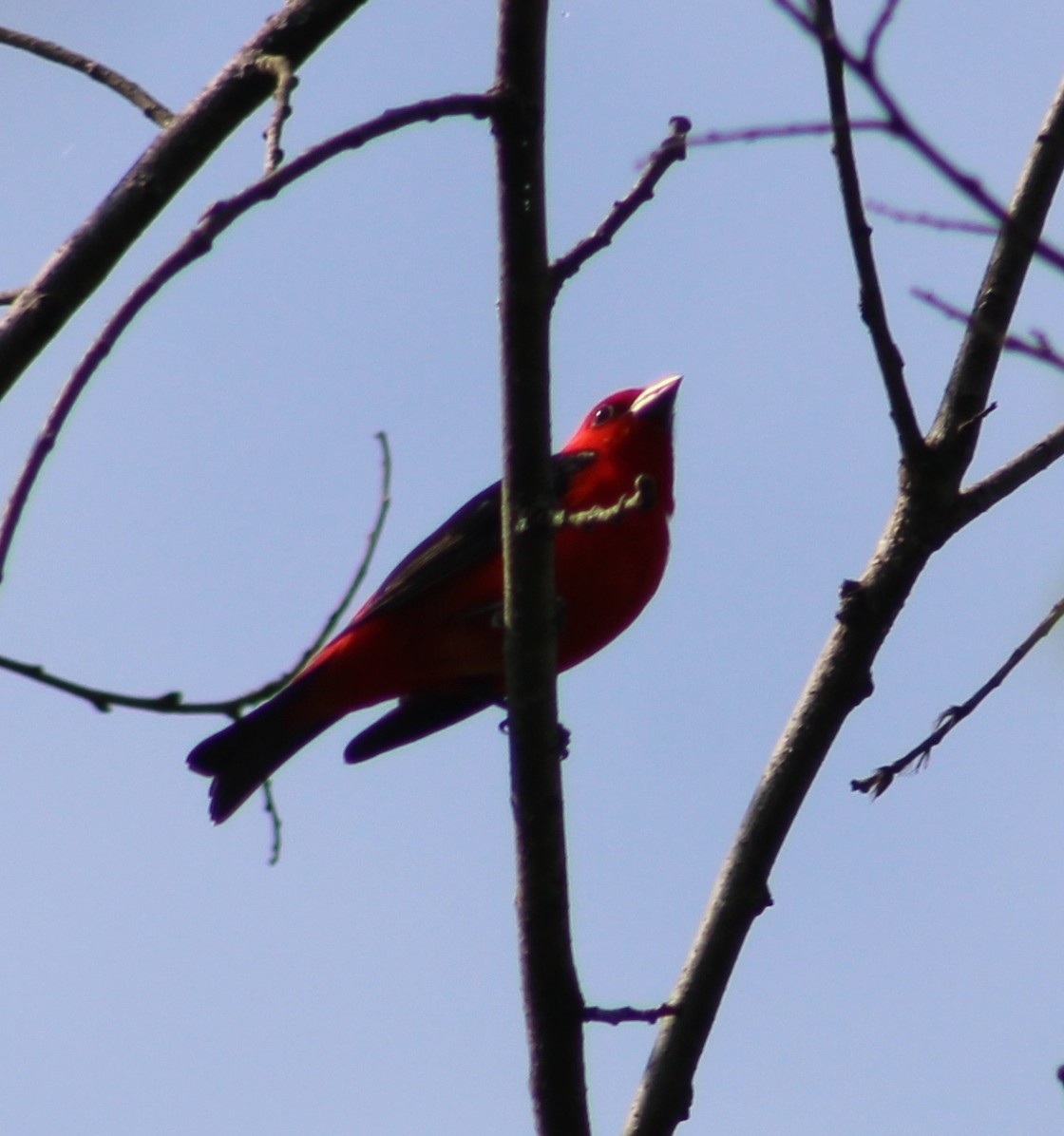 Scarlet Tanager - ML454672111