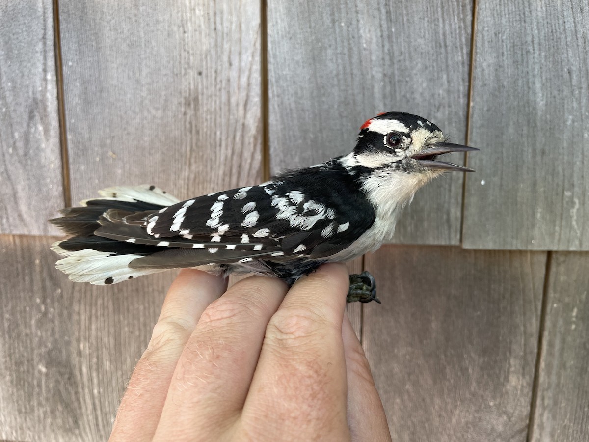 Downy Woodpecker (Eastern) - ML454673481