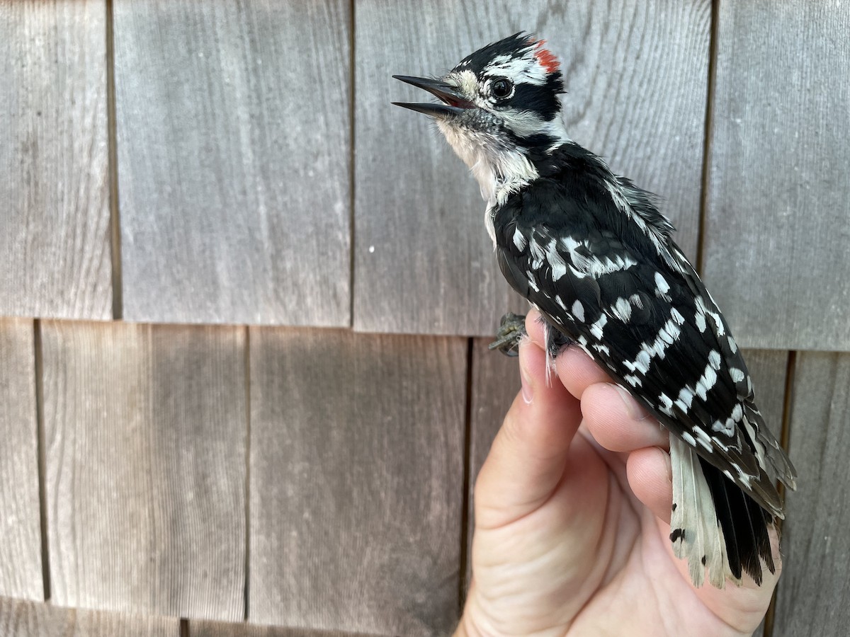 Downy Woodpecker (Eastern) - ML454673571